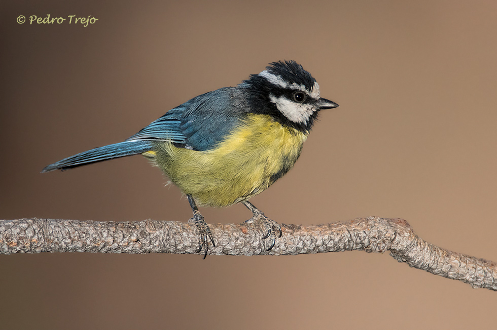 Herrerillo norteafricano (Parus teneriffae)